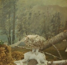 Taxidermy owl rabbit for sale  Mission
