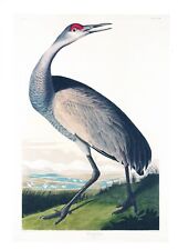 Audubon bird art for sale  CANNOCK