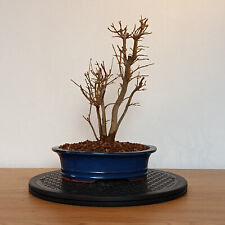 Trident maple bonsai for sale  Shipping to Ireland