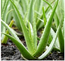 Aloe vera medicinal for sale  Los Angeles
