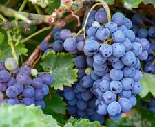 Blueberry live plant for sale  Denver