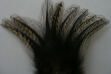 Plumes coq leon d'occasion  Quetigny