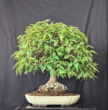 Bonsai zelkova serrata usato  Cison di Valmarino