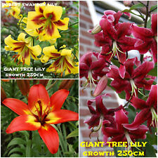 Giant lilies tree for sale  MELTON MOWBRAY