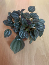 Peperomia napoli d'occasion  Nogent-le-Rotrou