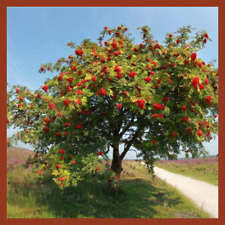 Rowan sapling native for sale  DURHAM