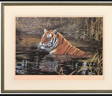 Limited edition tiger for sale  KINGSWINFORD