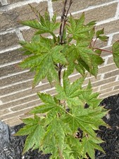 Acer palmatum higasayama for sale  Independence