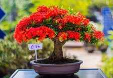 Flame tree bonsai for sale  BATLEY