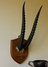 Antique mounted thomson for sale  BATH