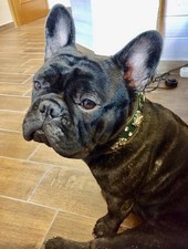 Designer hundehalsband gebraucht kaufen Designer hundehalsband gebraucht kaufen  Aichwald