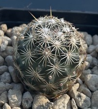 Coryphantha glanduligera par11 usato  Trivignano Udinese