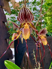 Paphiopedilum species new gebraucht kaufen  Augsburg