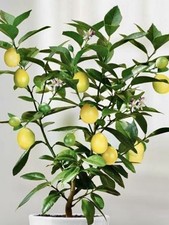 Zitronenbaum mandarinenbaum 2e gebraucht kaufen  Halle