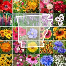 Wildflower arkansas state for sale  Sevierville