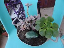 Plantes grasses succulentes d'occasion  Saint-Cyprien