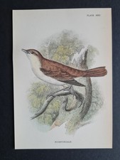 Antique print nightingale for sale Antique print nightingale for sale  ROMFORD