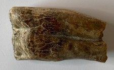 Fossile dente mammuth usato  Torrita Tiberina