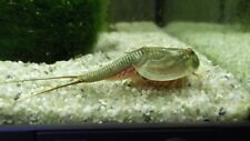 Triops longicaudatus écreviss d'occasion  Expédié en France