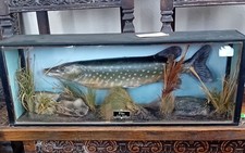 Large vintage pike for sale  MORECAMBE