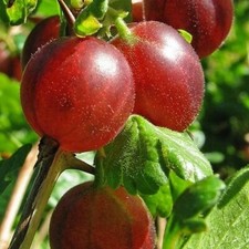 Gooseberry ribes pax for sale  LLANWRDA