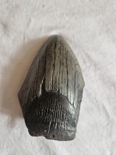 Megalodon partial shark for sale  BUCKINGHAM