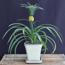 Flowering fruiting pineapple for sale  Patchogue