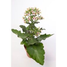Kalanchoe feminine pink for sale  IPSWICH