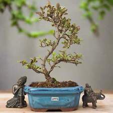 rhododendron tree for sale rhododendron tree for sale LEEDS