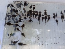 Tadpoles live southern for sale  Gainesville