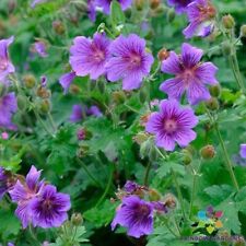 Himalayan cranesbill geranium for sale  Spring City