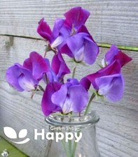 Sweet pea old for sale  DONCASTER