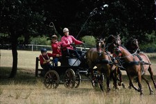 585085 pony teams for sale  UK