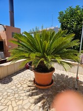 Cycas revoluta senza usato  Putignano