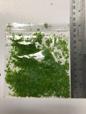 Lemna minor duckweed for sale  BLACKBURN