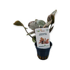 Lagenandra meeboldii red gebraucht kaufen  Püttlingen