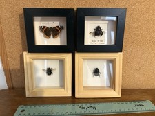 Framed insects for sale  PENRYN