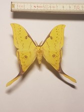 Actias sinensis männchen gebraucht kaufen  Halle