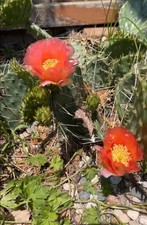 Cold hardy cactus for sale  Kenosha