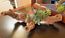 Faux succulent driftwood for sale  Kennesaw
