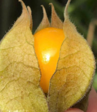 Delicious fresh golden for sale  Aptos