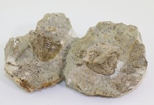Trilobit asaphus rdovizium gebraucht kaufen  Weeze