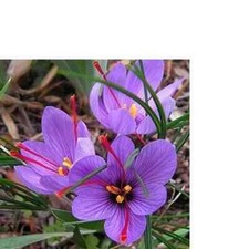 Saffron plant seeds for sale  West Hartford