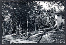 Cartolina vallombrosa viale usato  Candelo