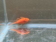 plecos fish for sale  Camas