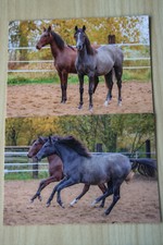 andalusier pferd gebraucht kaufen andalusier pferd gebraucht kaufen Berlin
