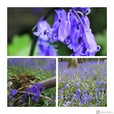 Cultivated english bluebell for sale  CANTERBURY