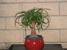 Inch tall ponytail for sale  Santa Ana