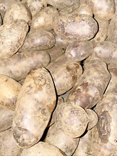 Patate viola seme usato  Decollatura