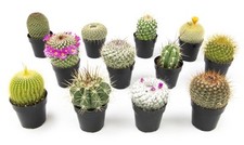 Assorted cactus plants for sale  Cottage Grove